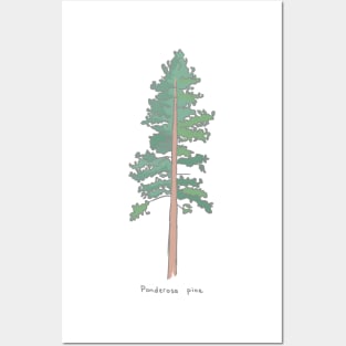 Ponderosa Pine Posters and Art